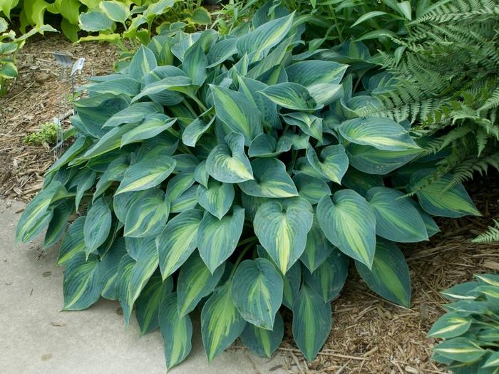 Hosta June