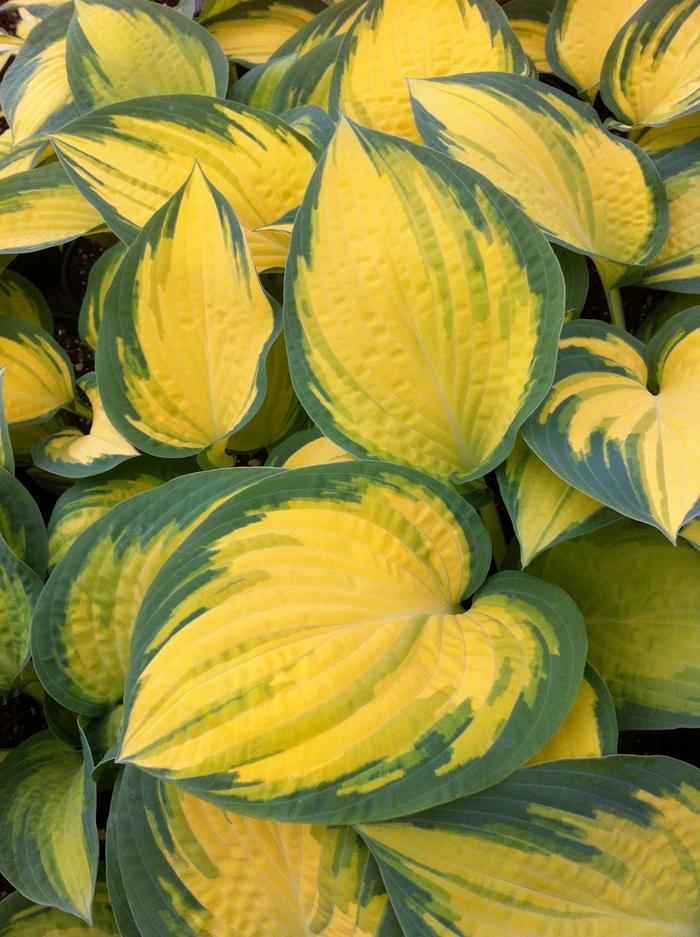 Hosta Orange Marmalade