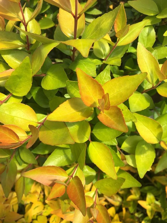 Abelia x grandiflora Twist of Lemon™