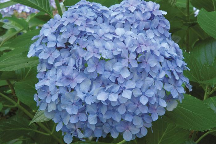 Hydrangea macrophylla Big Daddy