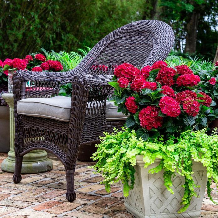 Hydrangea macrophylla Heart Throb®