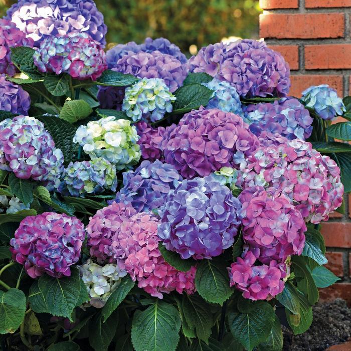Hydrangea macrophylla L.A. Dreamin'®