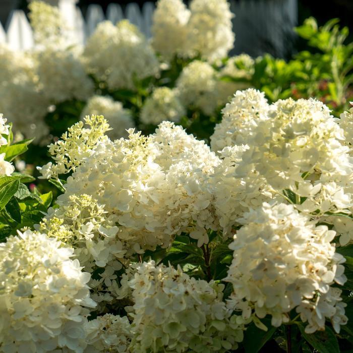 Hydrangea paniculata Moon Dance®