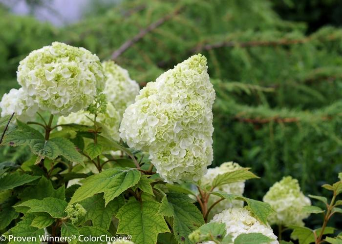 Hydrangea quercifolia Gatsby Moon®