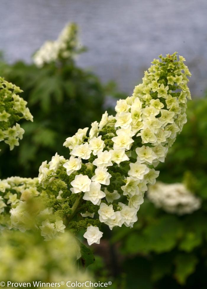 Hydrangea quercifolia Gatsby Star®