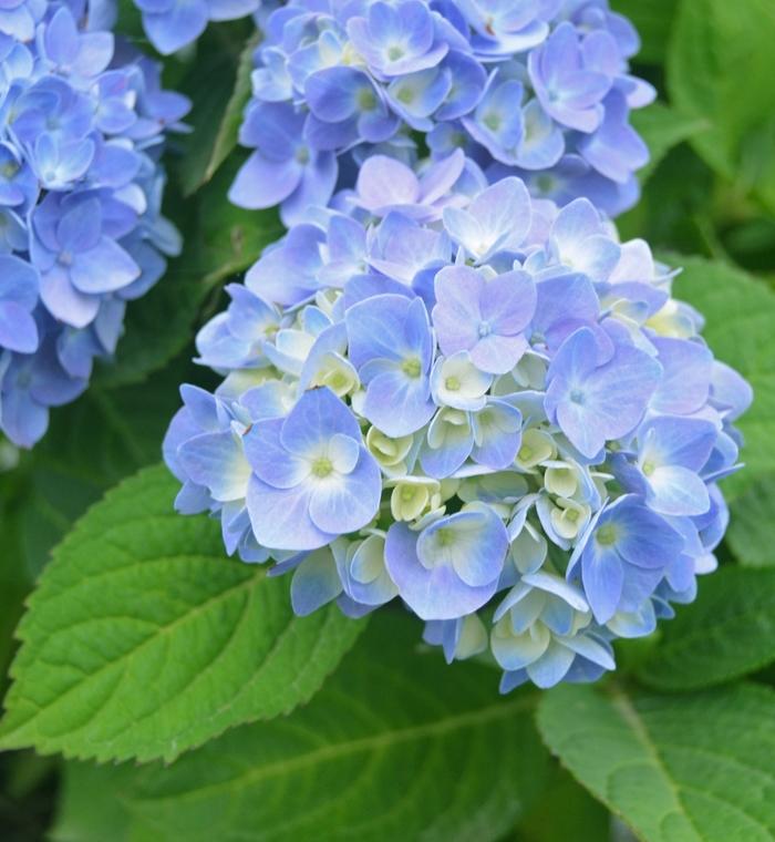 Hydrangea macrophylla Nantucket Blue™