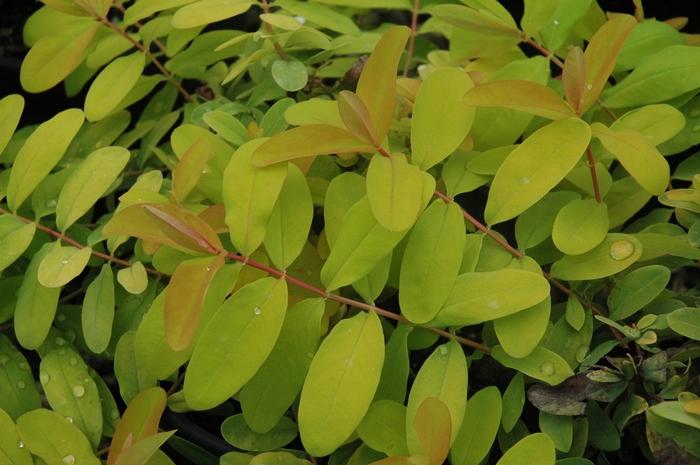 Hypericum calycinum Brigadoon