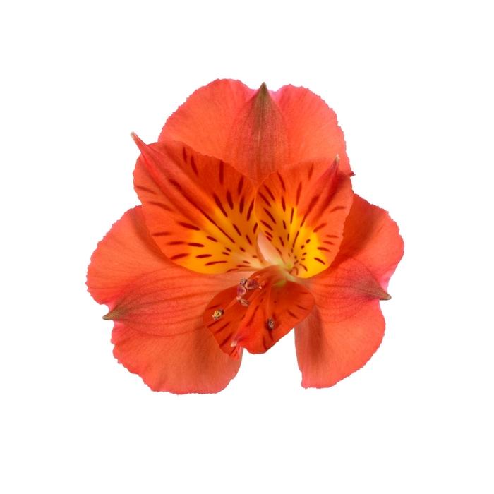 Alstroemeria Colorita® Amina®