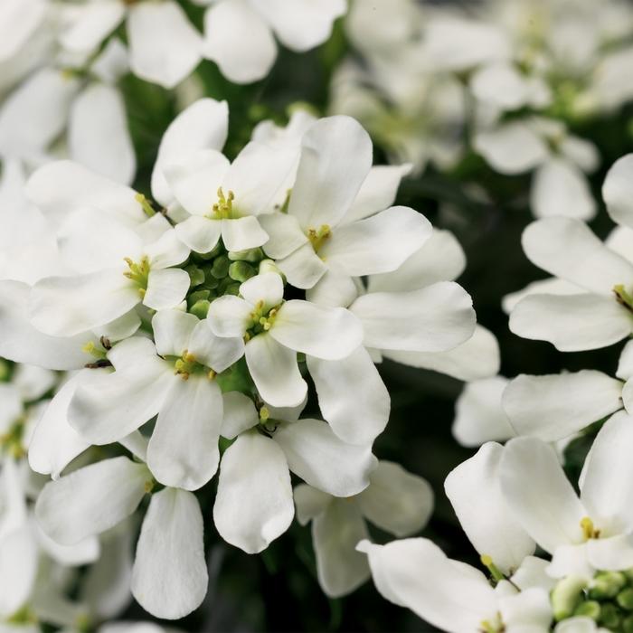 Iberis sempervirens Snow Cone™