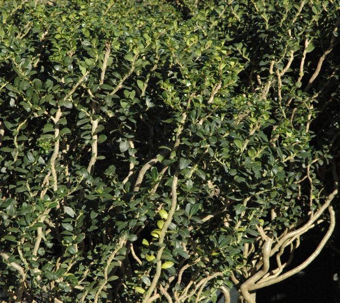 Ilex crenata Rocky Creek