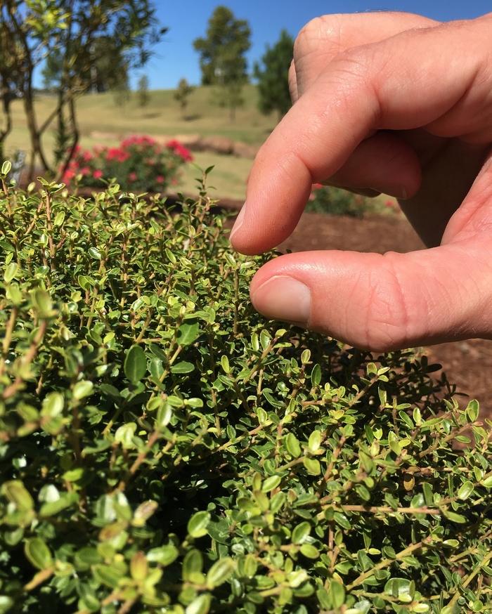 Ilex vomitoria Micron®
