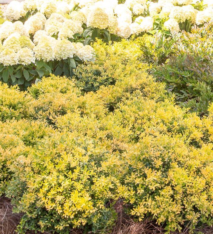 Ilex crenata Touch of Gold®