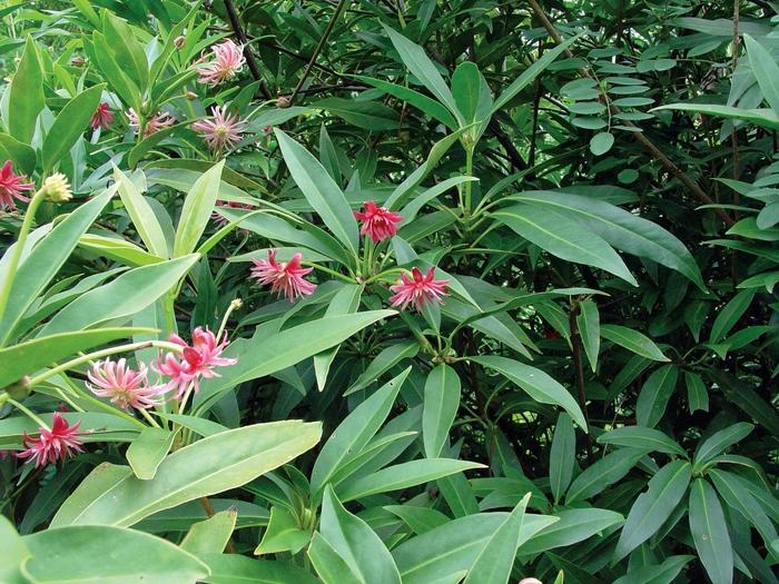 Illicium Woodland Ruby