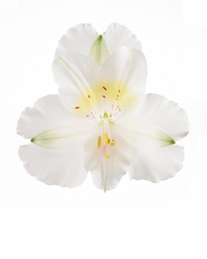 Alstroemeria Colorita® Claire®