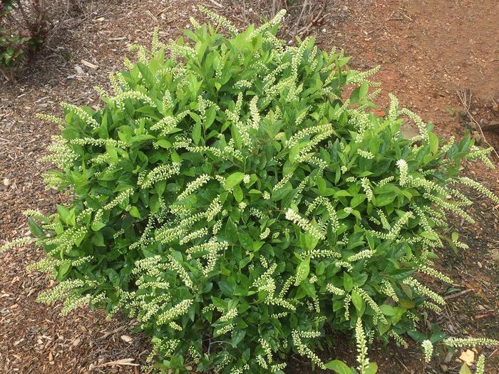 Itea virginica Love Child®