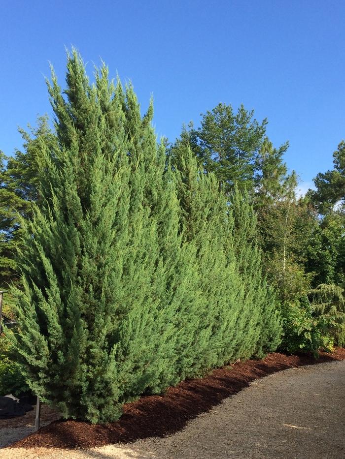 Juniperus silicicola Blue Spires™