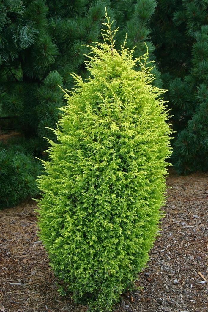 Juniperus communis Gold Cone