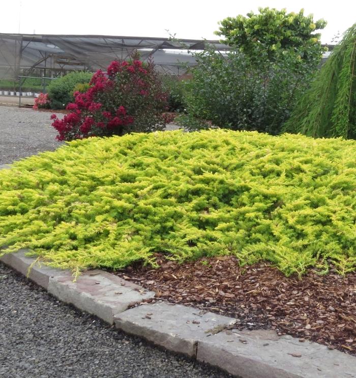 Juniperus conferta Golden Pacific™