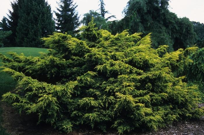 Juniperus chinensis Saybrook Gold