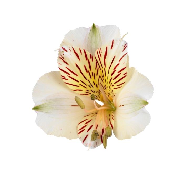 Alstroemeria Colorita® Fabiana®