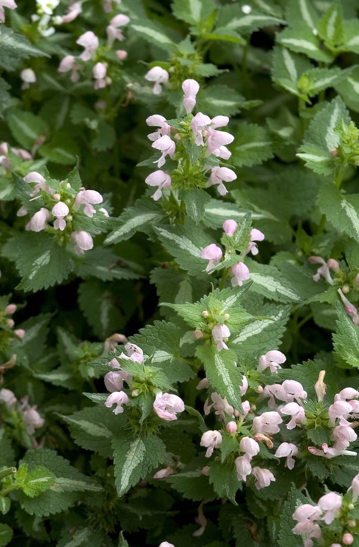 Lamium maculatum Shell Pink