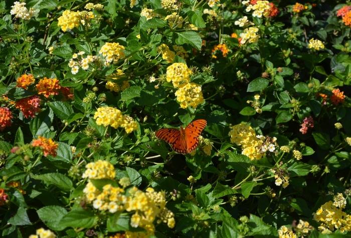 Lantana camara Chapel Hill Yellow