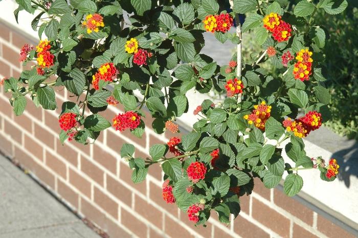 Lantana camara Miss Huff