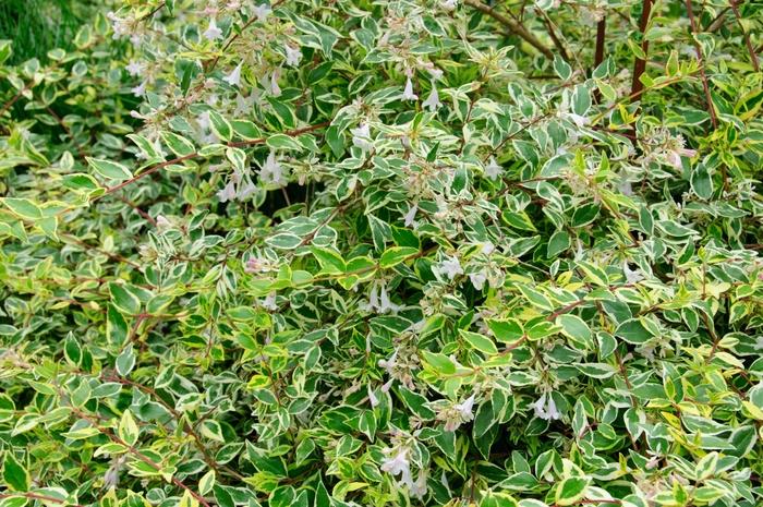 Abelia x grandiflora Twist of Lime™