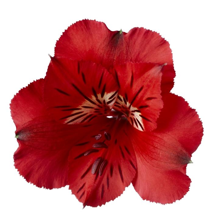 Alstroemeria Colorita® Kate®