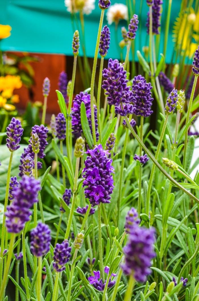 Lavandula angustifolia Lavance Deep Purple