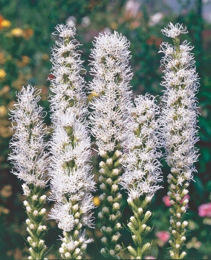 Liatris spicata Alba