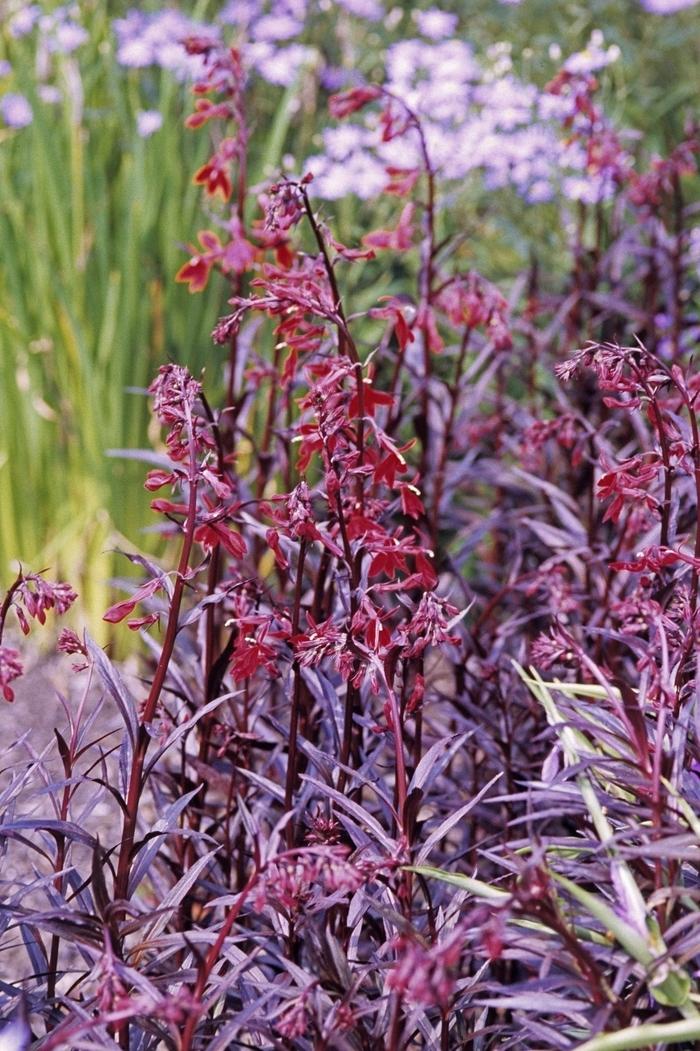 Lobelia fulgens Queen Victoria