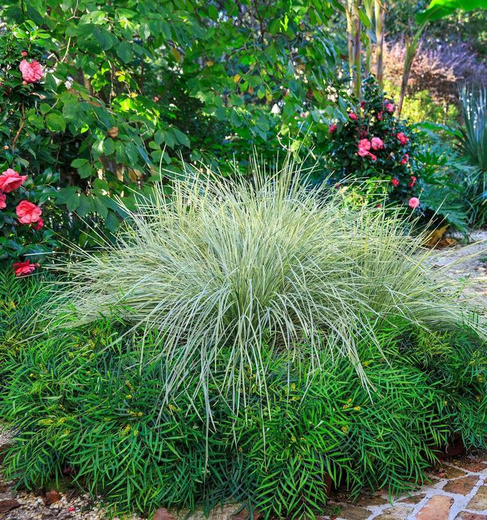 Lomandra longifolia Platinum Beauty™