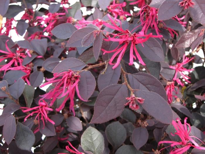 Loropetalum chinense var. rubrum Cherry Blast