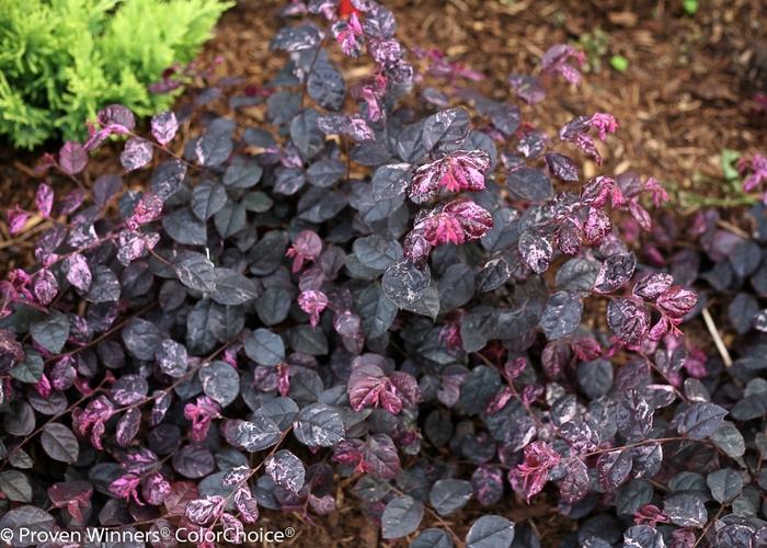 Loropetalum chinense Jazz Hands Variegated®