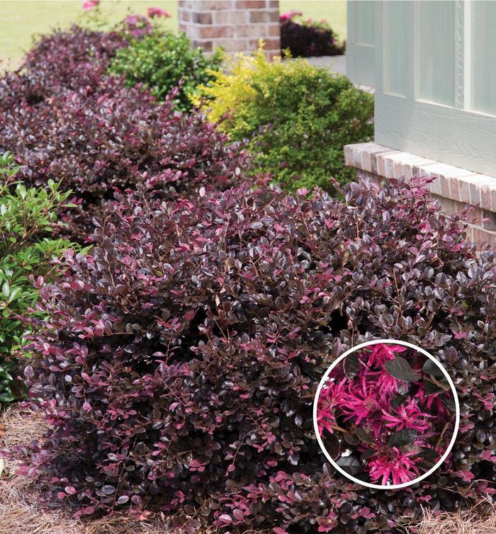 Loropetalum chinense Purple Diamond®