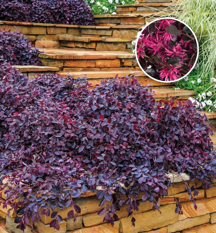 Loropetalum chinense Purple Pixie®