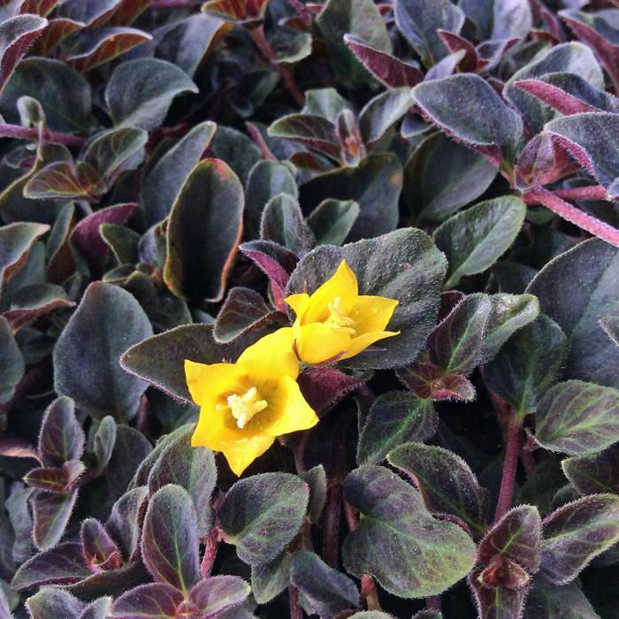 Lysimachia confestiflora Midnight Sun