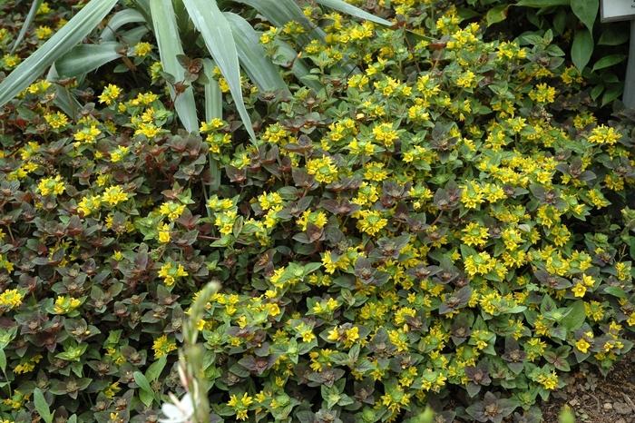 Lysimachia congestiflora Persian Chocolate