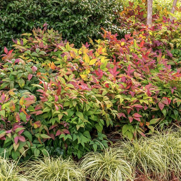 Nandina domestica Blush Pink™