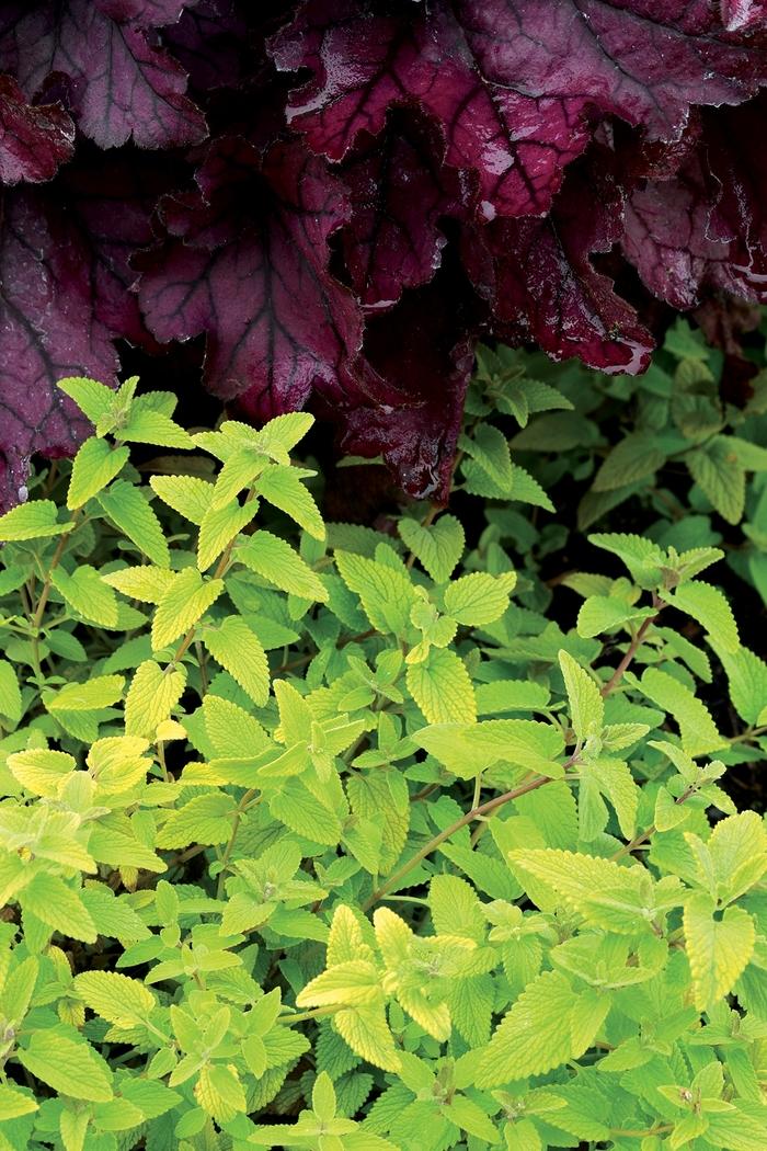 Nepeta x faassenii Limelight