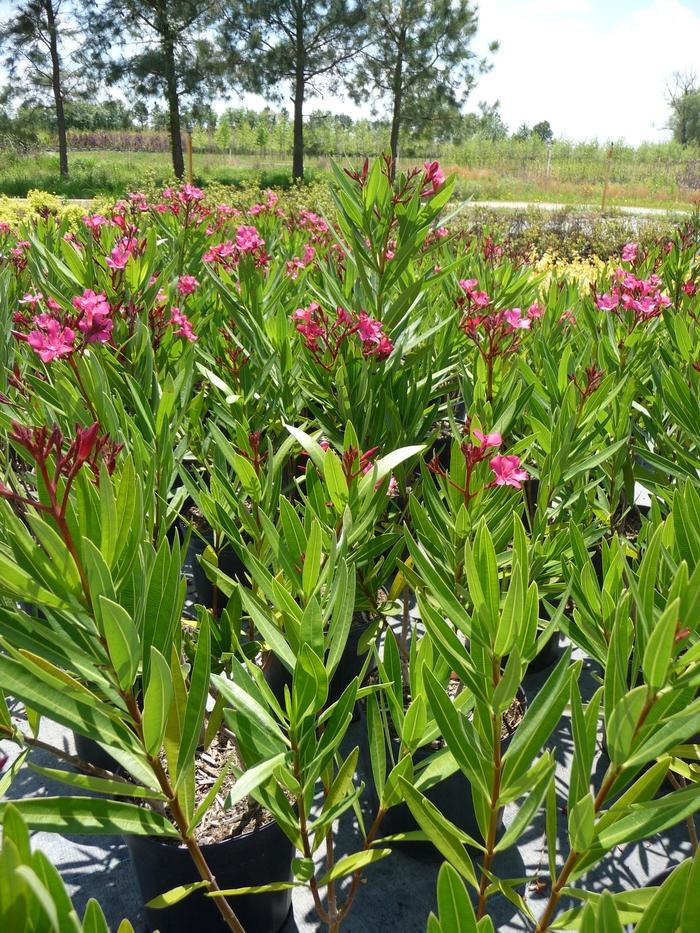 Nerium oleander Calypso