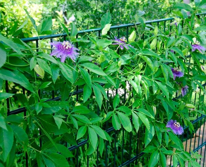 Passiflora Incense