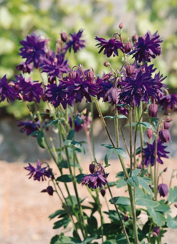 Aquilegia vulgaris Blue Barlow