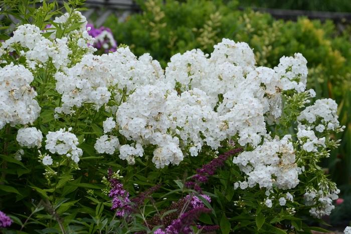 Phlox paniculata David