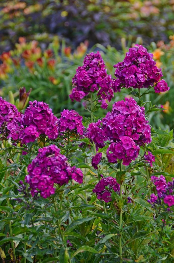 Phlox paniculata Nicky