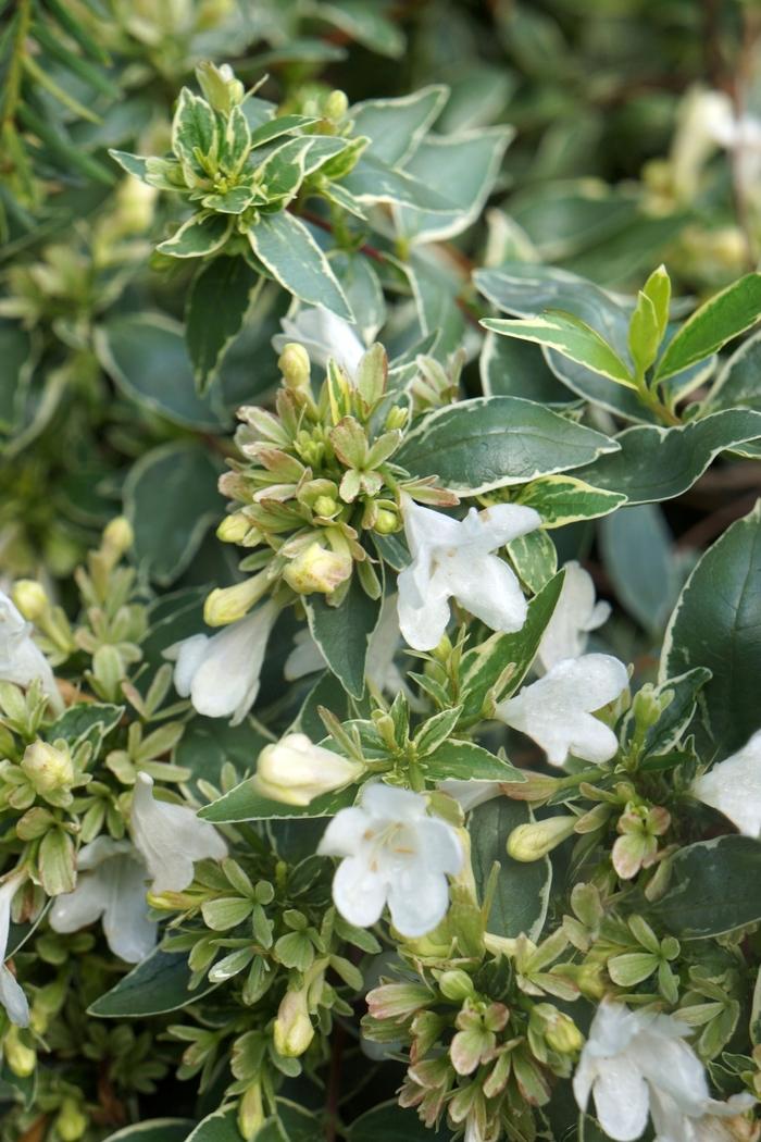 Abelia x grandiflora Twist of Vanilla™