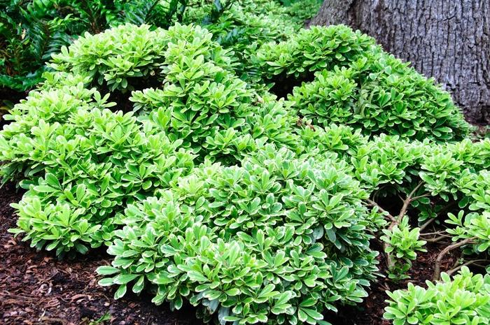 Pittosporum tobira Creme de Mint™
