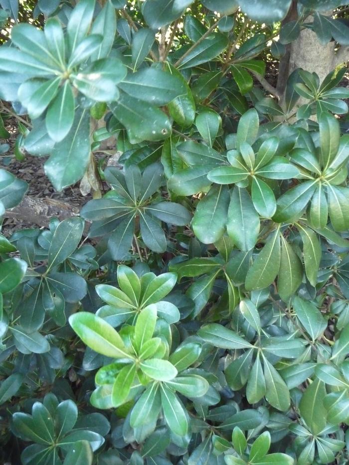 Pittosporum tobira Wheeler's Dwarf