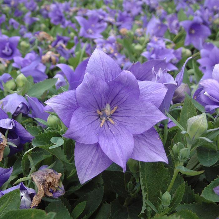 Platycodon grandiflorus Astra Double Blue